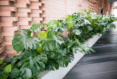 Otel lobisinde büyüyen tropikal monstera bitki