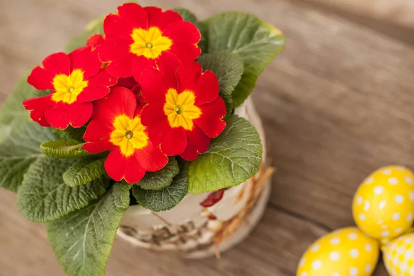 プリムラの花とイースター卵の木製のテーブルの装飾 — ストック写真