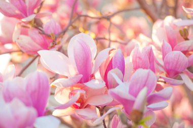 Birçok Manolya çiçek bahar akşam ışık