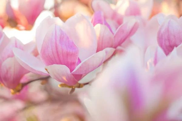 春天的许多木兰花在傍晚的灯光下 — 图库照片
