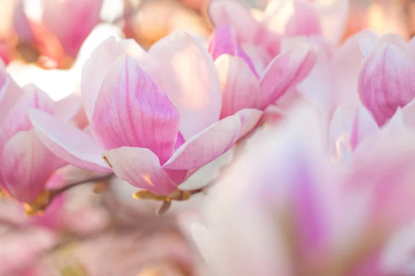 Many Magnolia Flowers Spring Evening Light — Stock Photo, Image