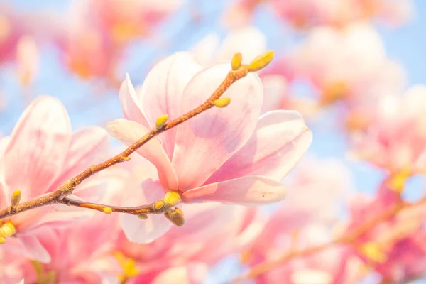 春には夜の光で多くのモクレンの花 — ストック写真