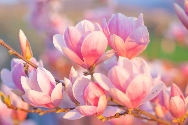 Beaucoup Fleurs Magnolia Printemps Dans Lumière Soir — Photo