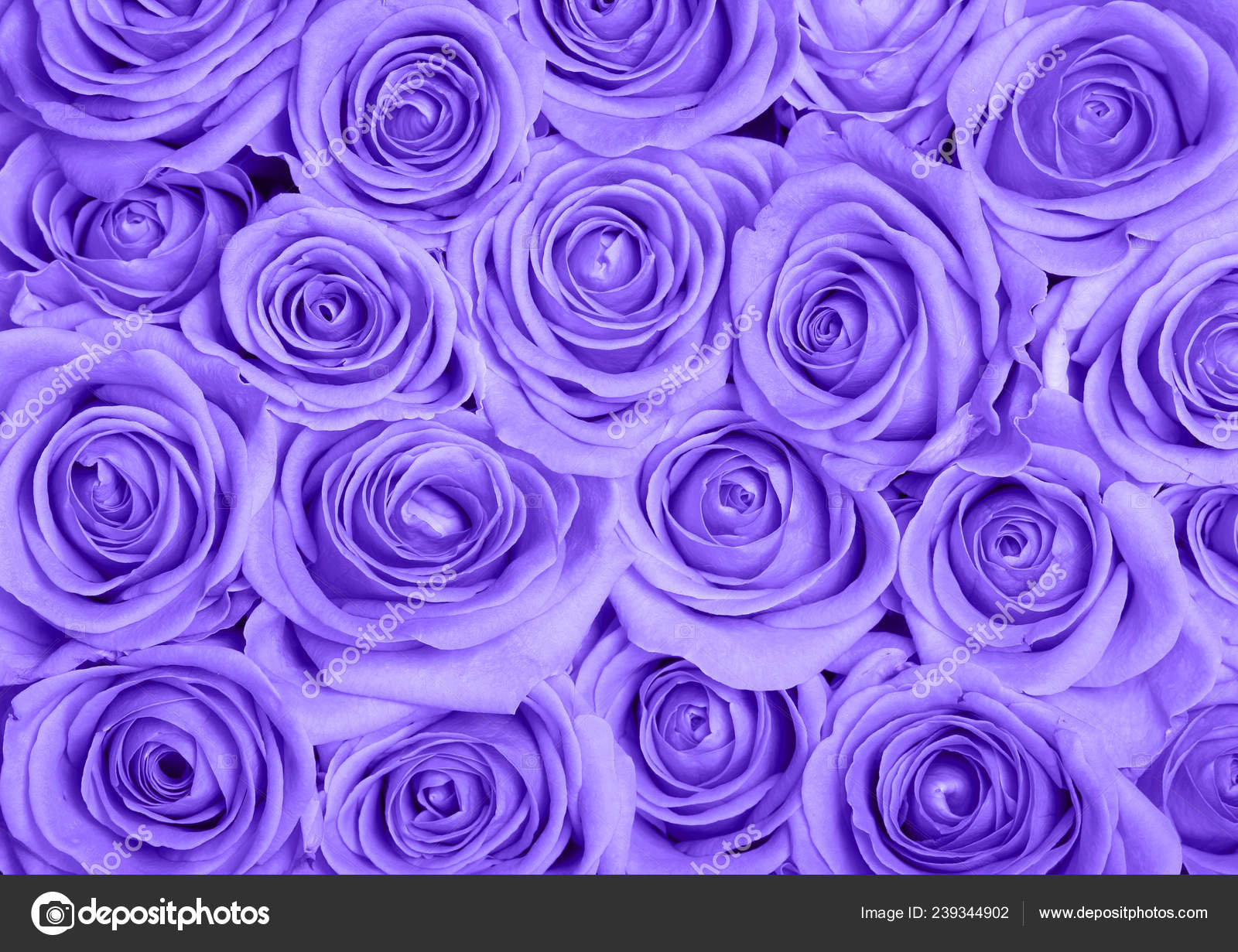 Chào các bạn! Đừng bỏ lỡ cơ hội thưởng thức hình nền hoa hồng tím đầy màu sắc và ánh sáng tuyệt đẹp. Hãy tìm kiếm và cài đặt ngay để cảm nhận sự quyến rũ của loài hoa này trên màn hình của bạn.