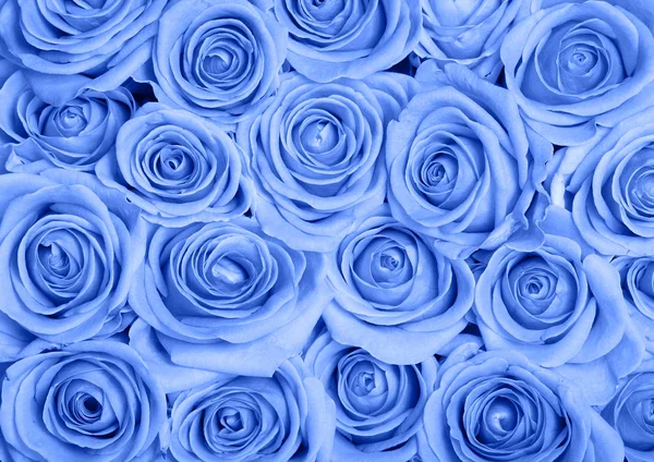 Imagen Fondo Rosas Azules — Foto de Stock