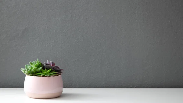 Plantas modernas em vaso brilhante rosa Imagens De Bancos De Imagens