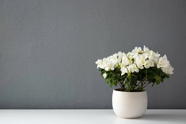 Azalea dwarf white plant in white pot