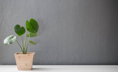 Ahşap tencerede modern yapraklı bitki