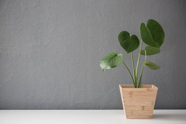 Planta folhosa moderna em panela de madeira — Fotografia de Stock