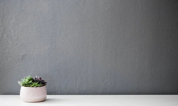 Plantas modernas em vaso brilhante rosa Fotos De Bancos De Imagens