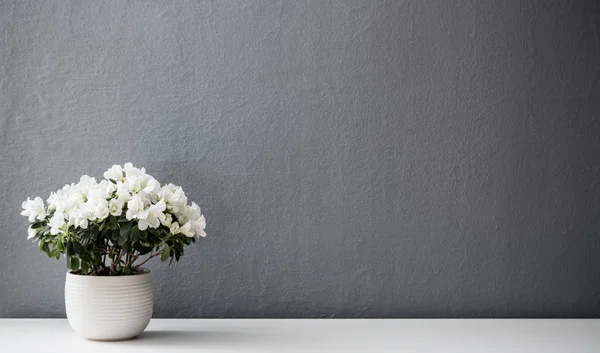 Azalea anão planta branca em vaso branco Imagens De Bancos De Imagens Sem Royalties