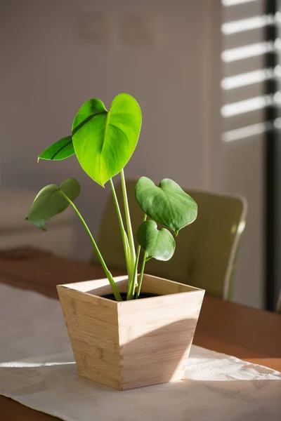 Monstera baby rostlina v květináči — Stock fotografie