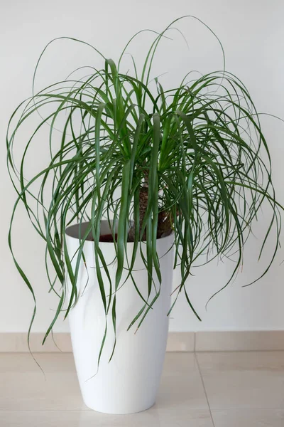 Coleta palmera planta de interior — Foto de Stock