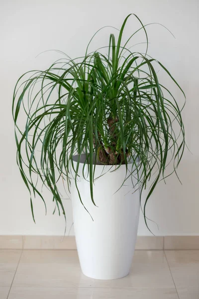 At kuyruğu palm houseplant — Stok fotoğraf