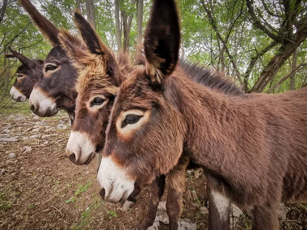 Four Donkeys Standing Together Forest — Stock Photo, Image