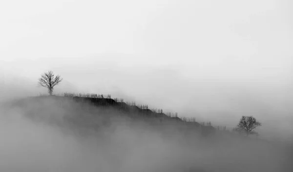 Vineyard in winter fog in black and white