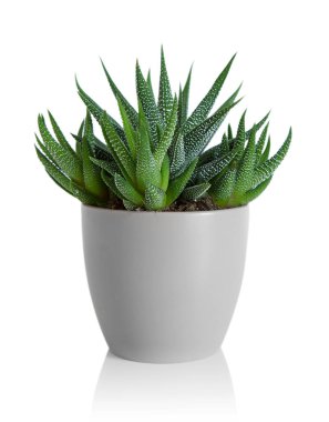 Zebra bitkisi beyaza izole edilmiş gri kapta sulu.