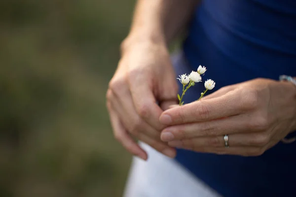 Close Mãos Femininas Segurando Suavemente Selvagem Flor Frágil — Fotografia de Stock