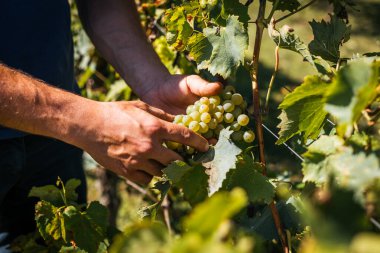 Bir üzüm bağında hasat mevsiminde olgunlaşmış beyaz üzümleri doğrudan sarmaşıktan toplayan ellerin yakın çekimi..