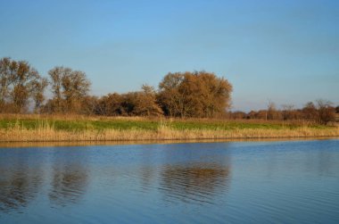 Yeşil soğan ve sonbahar ağaçlarının arka planda dalgalar ile nehir yüzeyi suda yansımaları ile. Bozkırda sonbahar manzarası