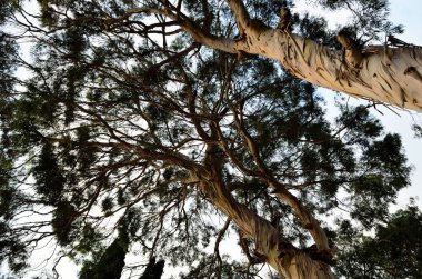 Aşağıdan alınan iki okaliptüs taçları. Çıplak, kıvrımlı ağaç gövdeleri. Doğadaki çizgilerin dokusu
