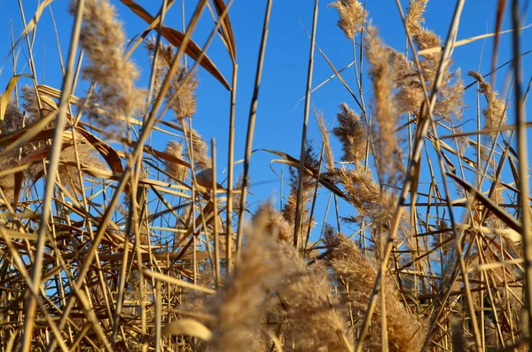 Flauschige Regenschirme Und Trockene Schilfhalme Gegen Den Blauen Himmel Gegenlicht — Stockfoto