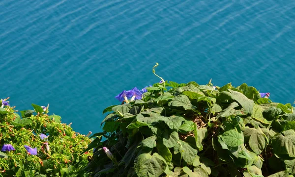 Loach Exuberante Tapete Verde Pendurado Sobre Mar Mediterrâneo Mar Azul — Fotografia de Stock