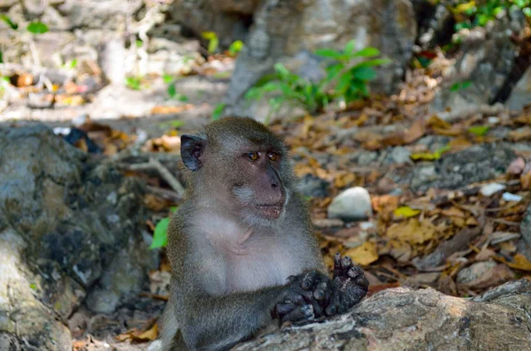 Macaco Floresta Tropical Sentado Entre Pedras Com Patas Dobradas Fundo — Fotografia de Stock