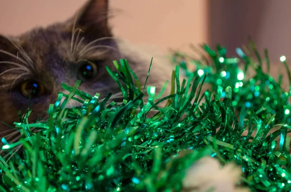 The cat is looking through the green tinsel. Cat New Year\'s fun