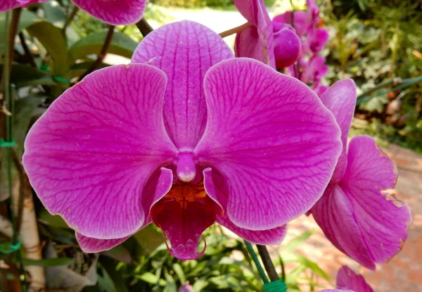 Rosa Orkidé Blomma Botanisk Trädgård Thailand Med Ådrad Konsistens Och — Stockfoto