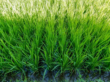 Gökyüzü yansıması ile suda boğulmuş yeşil pirinç lahanası