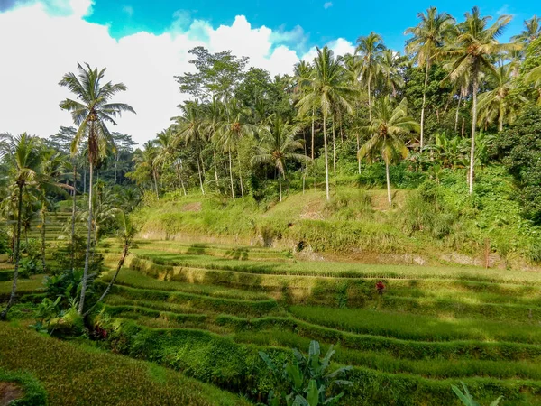 Planting Rice Mountainside Cascaded Palm Trees Blue Sky — Stock Photo, Image