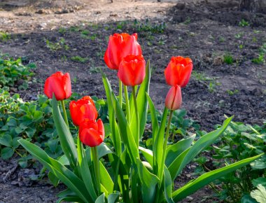 Açılmamış tomurcukları ile yere Scarlet yalnız laleler