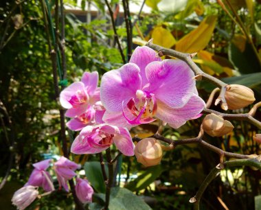 Bir tropik bahçe dallarında tarihinde açılmamış tomurcukları ile parlak kırmızı orkide çiçek