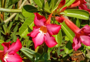 Yeşil yaprakları arka plan üzerinde kırmızı çiçekler Adenium