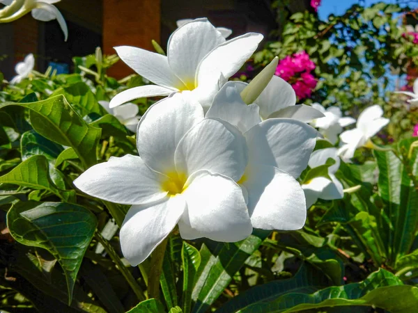 緑の背景の白いプルメリアの花序 — ストック写真