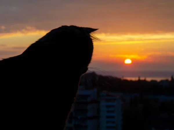 Silhouette Einer Katze Die Fenster Vor Dem Hintergrund Der Abendstadt — Stockfoto