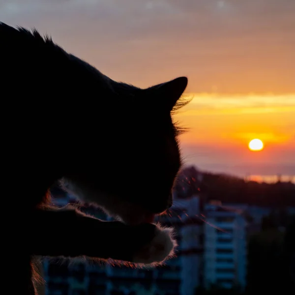 Die Katze wäscht sich bei Sonnenuntergang über dem Meer — Stockfoto