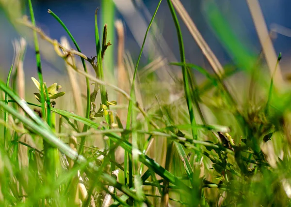 Grünes Gras Nahaufnahme mit gelben Stängeln — Stockfoto