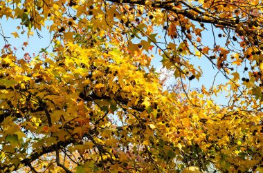 Sonbaharda akçaağaç yaprakları