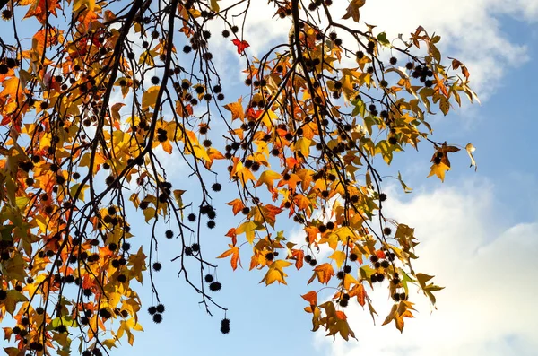 Branche avec feuilles d'érable — Photo