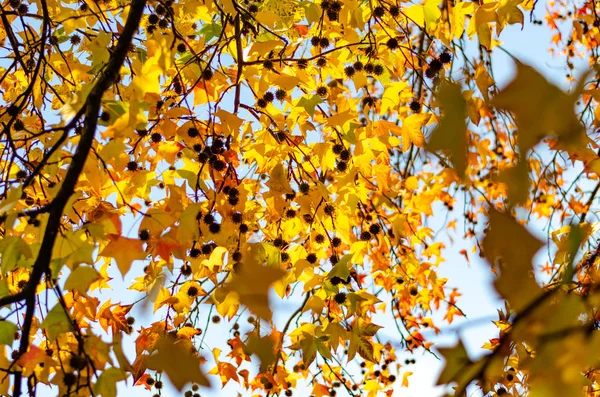 Branches with yellow leaves hanging down