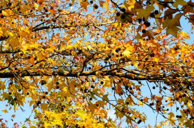 Akçaağaç dalı yatay