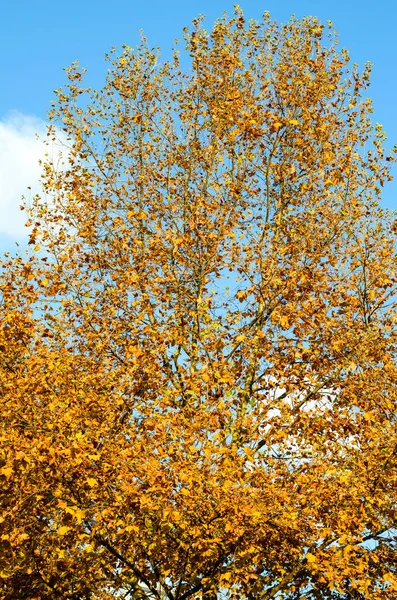 Φθινοπωρινό φύλλωμα σε δέντρο — Φωτογραφία Αρχείου