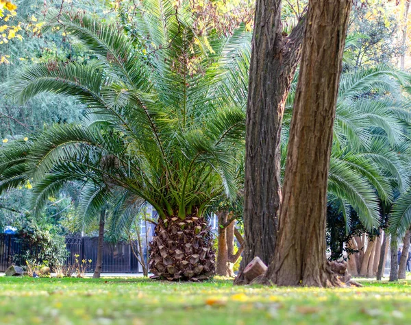 公園の日付ヤシ — ストック写真