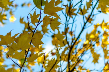 Sarı yapraklar ve mavi gökyüzü