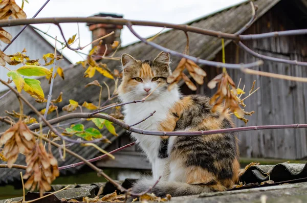 Eine flauschige, bunte Katze sitzt — Stockfoto