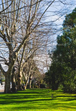 Yeşil çimenli bir sokak. Erken ilkbahar, yeşilliksiz ağaçlar