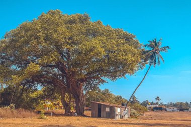 Kutsal bodhi ağacı ve palmiye ağacı