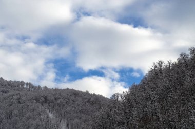 Karsız dağ ormanı. Kalın beyaz bulutlar
